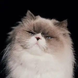 カネコアヤノ / 燦々 [LP - NNFS-1003]：JAPANESE：アナログレコード