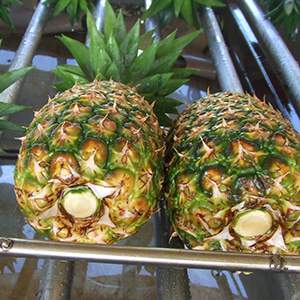 甘熟王パイン｜商品情報｜バナナはスミフル