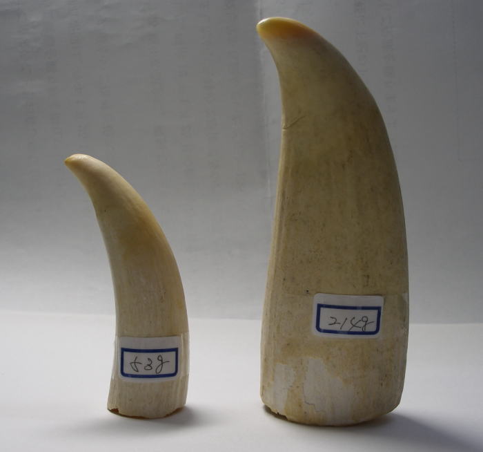 マッコウクジラ歯原材料（各左右マッコウ鯨牙の原材料）