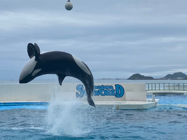 社員旅行 二日目 シャチのパフォーマンス | 新着情報｜株式会社サン