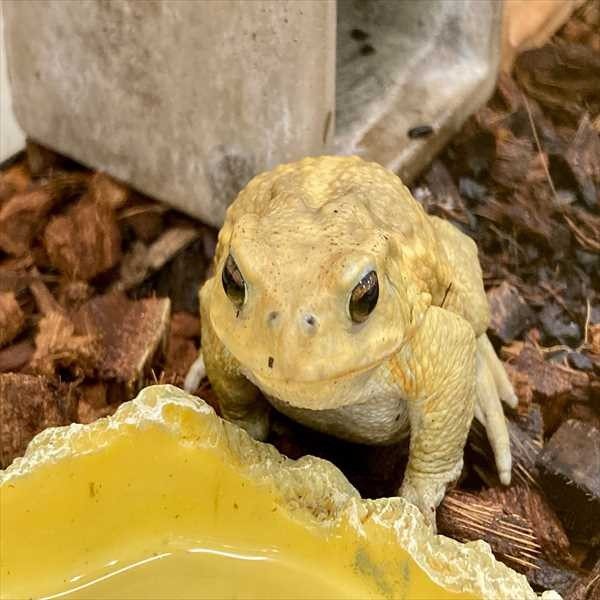 ミヤコヒキガエル - 香川・愛知のペットハウス Pooky プーキー