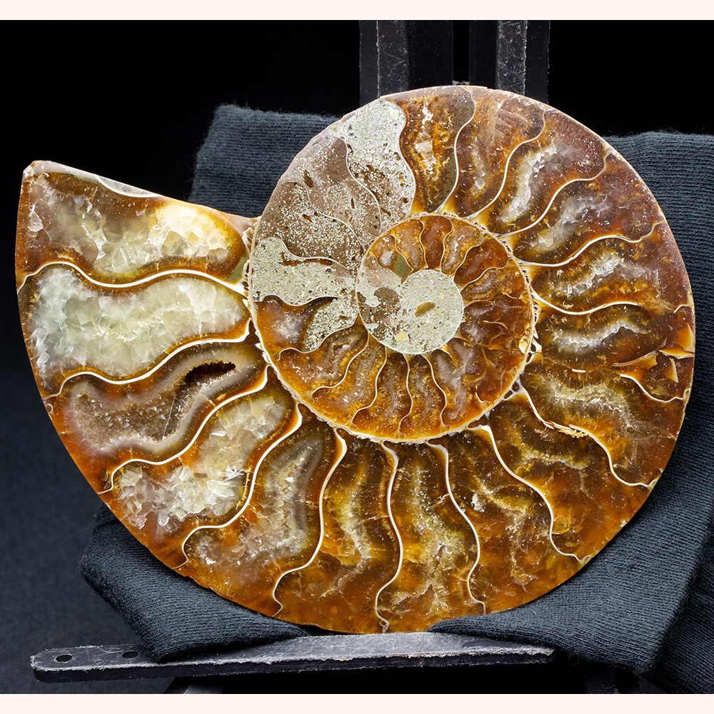 アンモナイトセット001｜恐竜・化石グッズの専門店 ふぉっしる