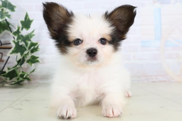 パピヨンの子犬（オス♂） 高知御座店｜ペットショップCoo＆RIKU