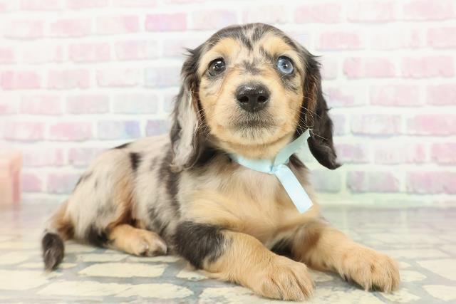 ミニチュア・ダックスフンドの子犬（オス♂） 札幌東店｜ペット