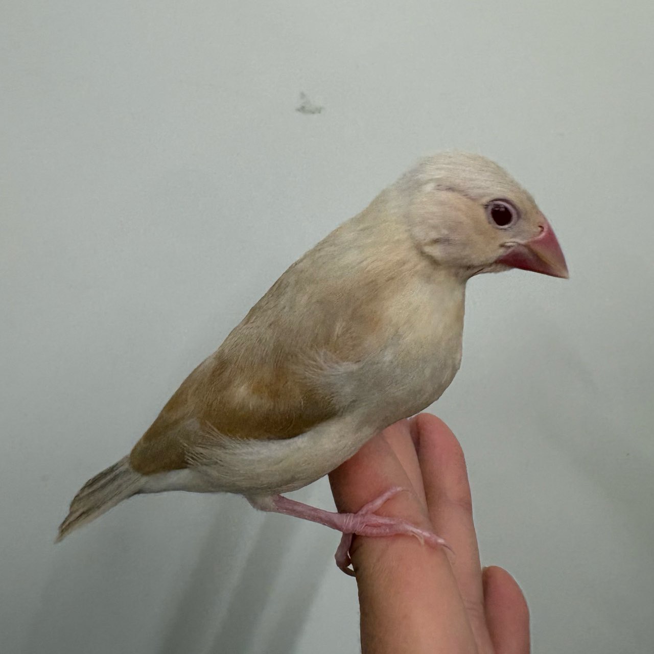 価格の安い手乗り シナモン文鳥 ※性別不明 お写真更新❣ / アクア