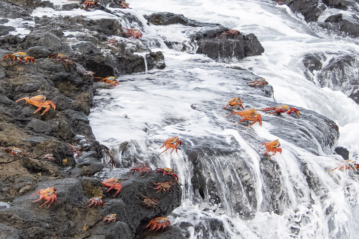 Sally Lightfoot Crabs - PHOTONews Canada