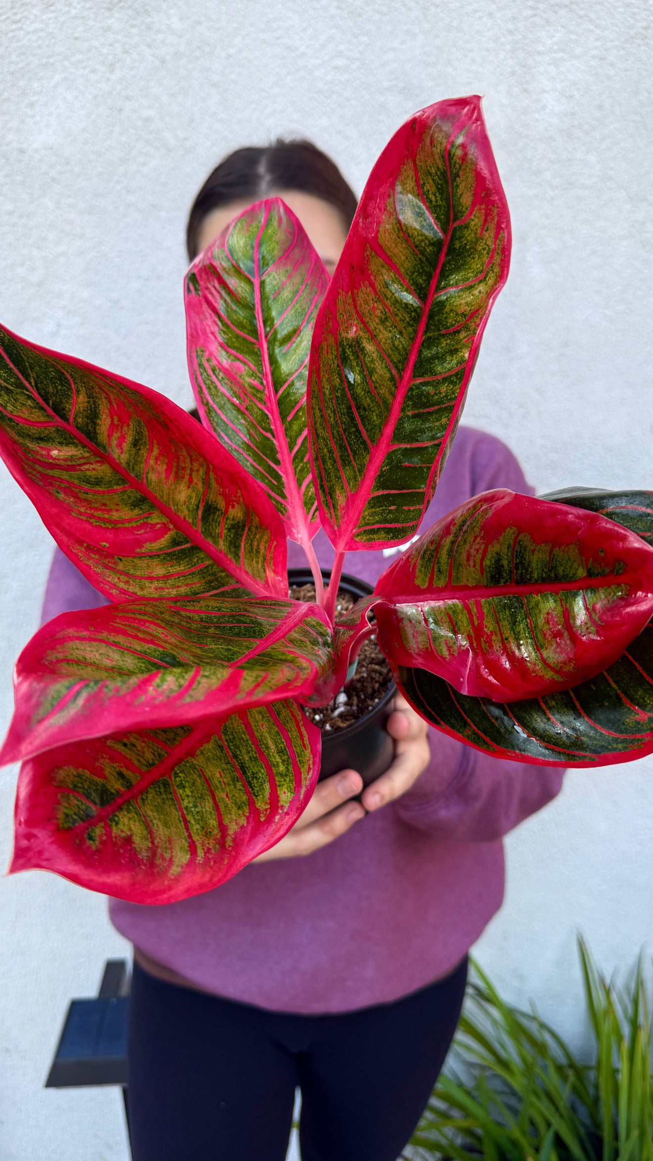 Aglaonema Khanza - Rare – Plant Vault