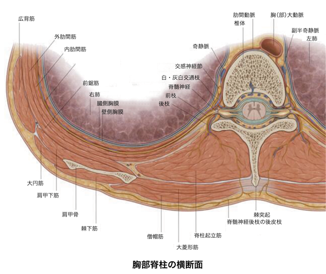 神経ブロック：傍脊椎神経 - Procedures Consult