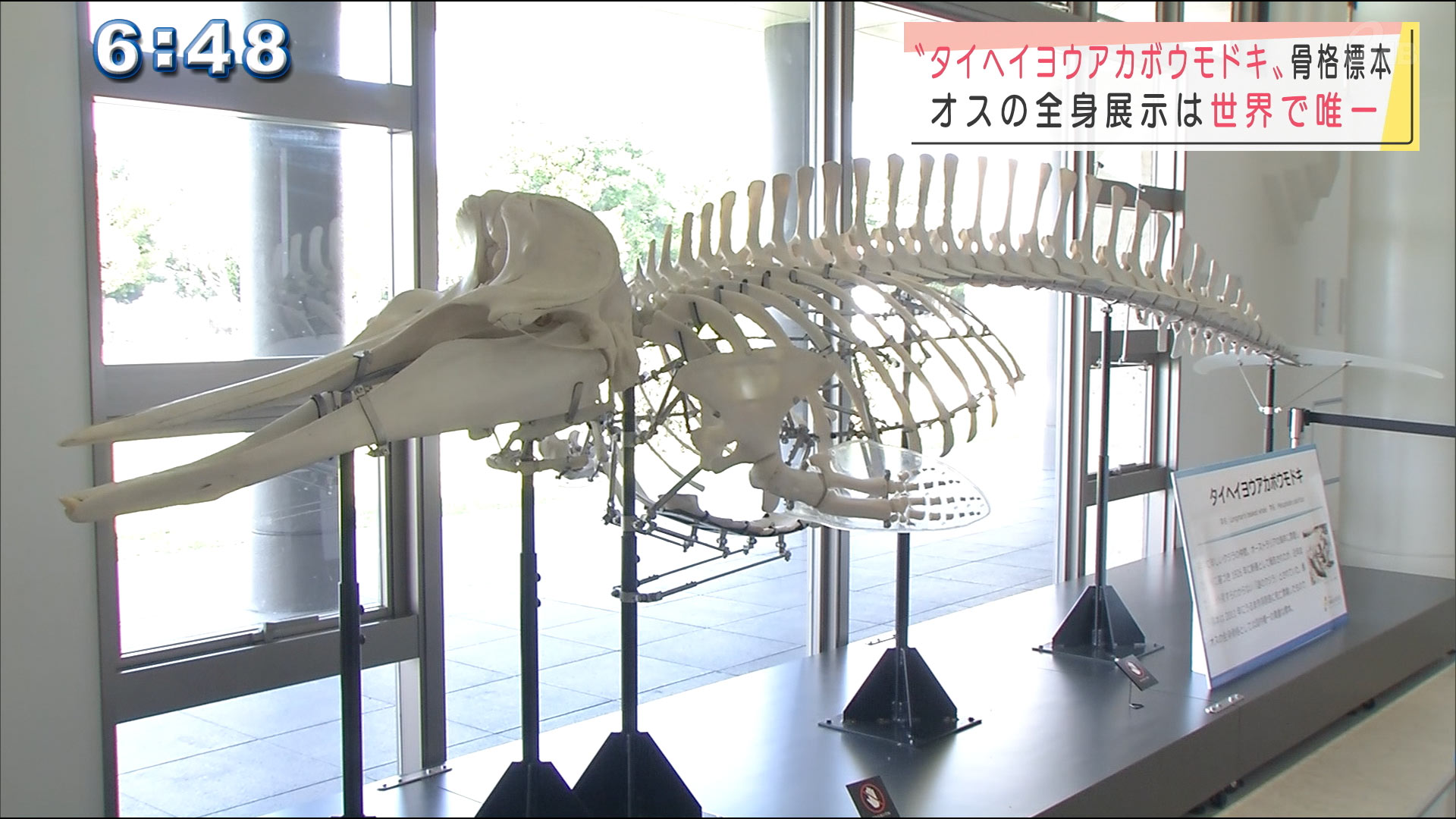 タイヘイヨウアカボウモドキ 骨格標本 – QAB NEWS Headline