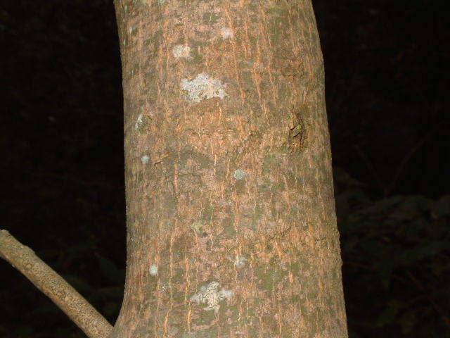 コハウチワカエデ