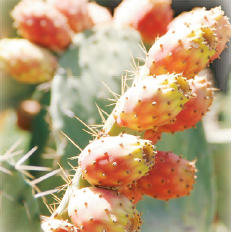 ヴァレ ド ローズ ジュレ | ローズ ド マラケシュ 公式サイト