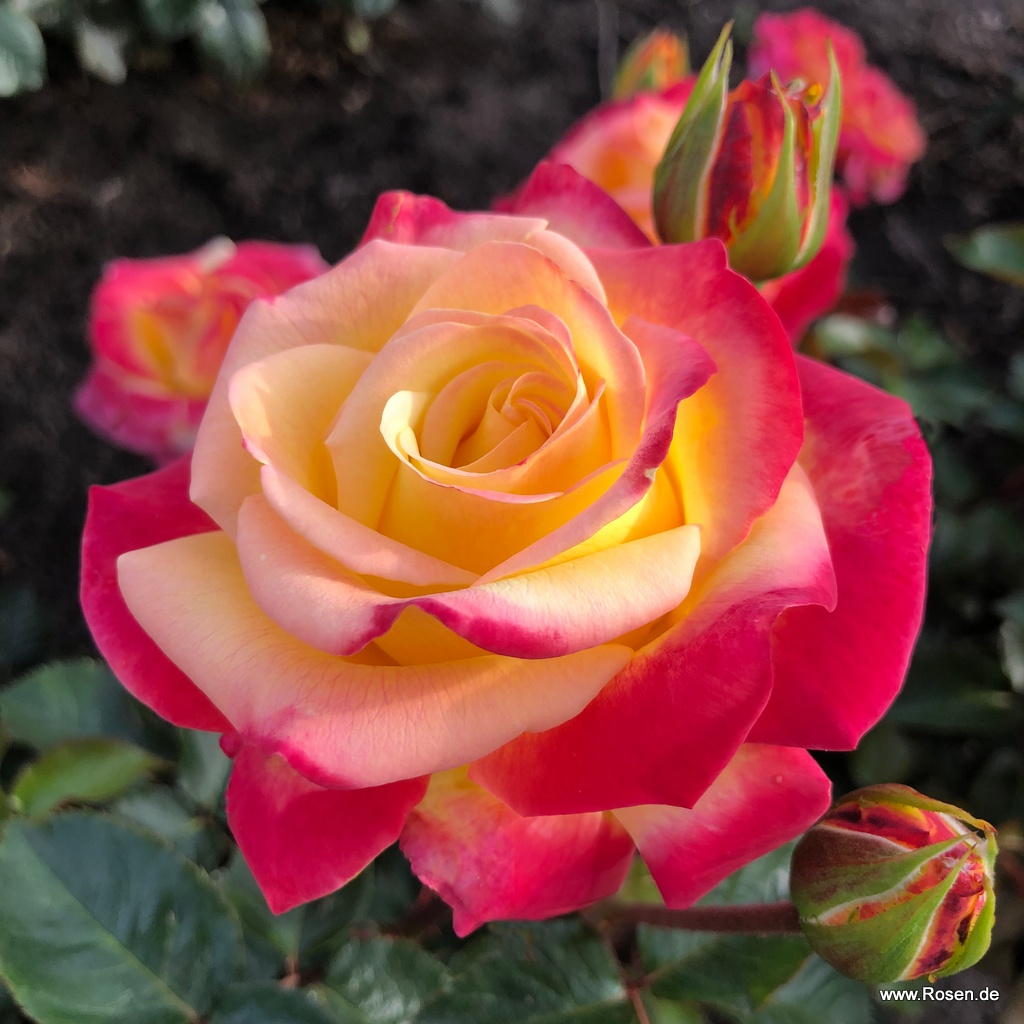 Casino® | Kordes Rosen