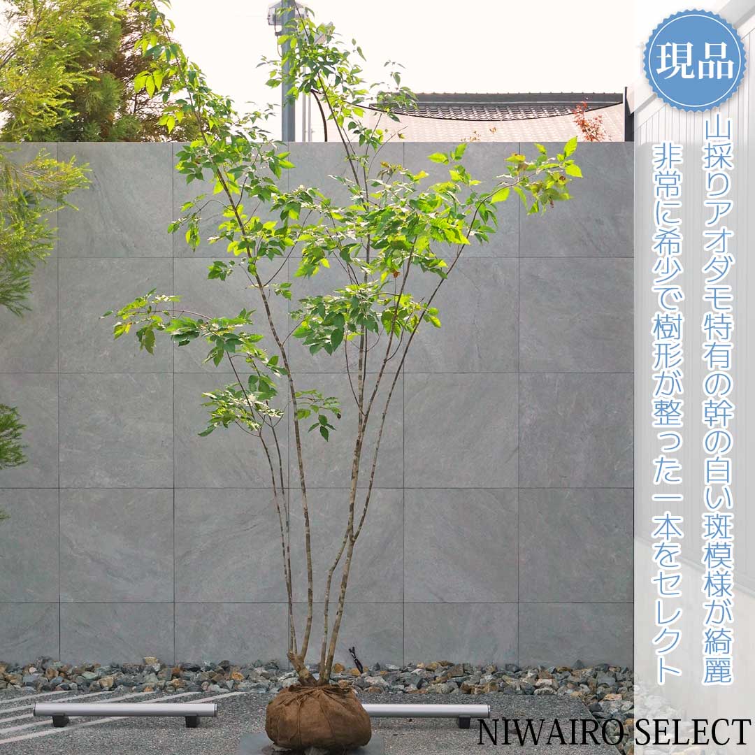 楽天市場】【現品】山採り【アオダモ】本株立ち 自然風樹形