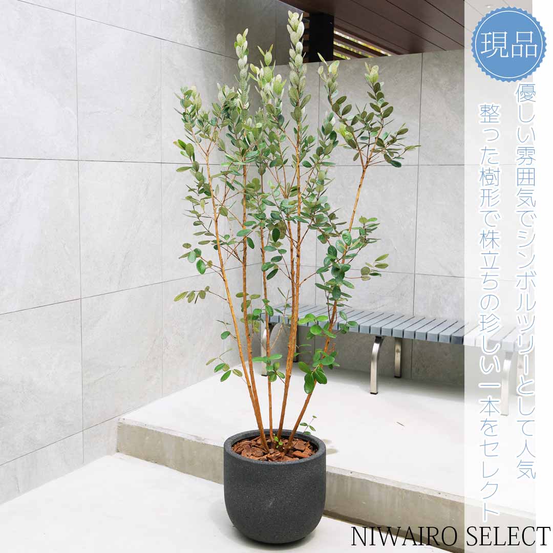 楽天市場】鉢植え【フェイジョアの木】本株立ち 自然風樹形 全高H≒180