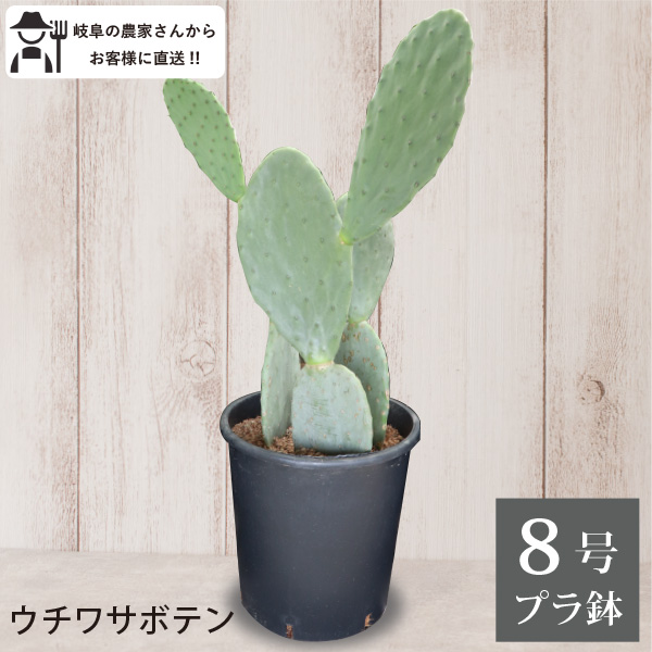 楽天市場】王冠竜 オウカンリュウ サボテン フェロカクタス 8号鉢 1鉢