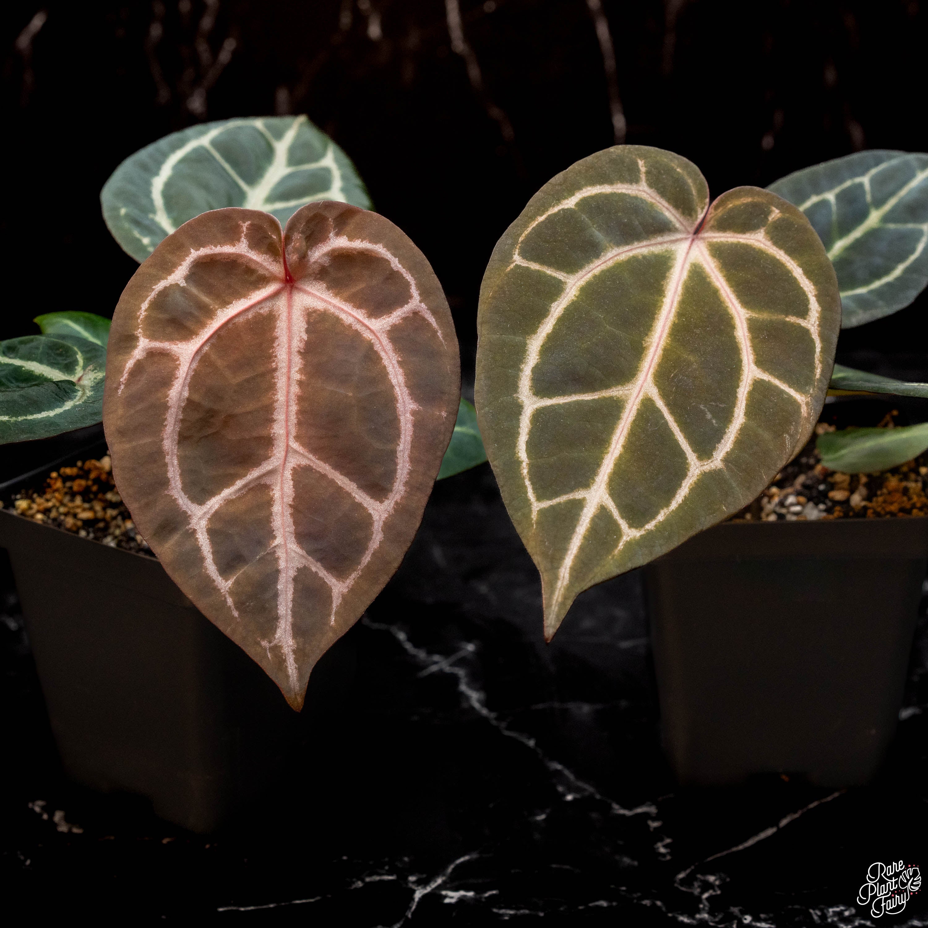 Anthurium Orange '26' x DocBlock Red Crystal '12' by DocBlock