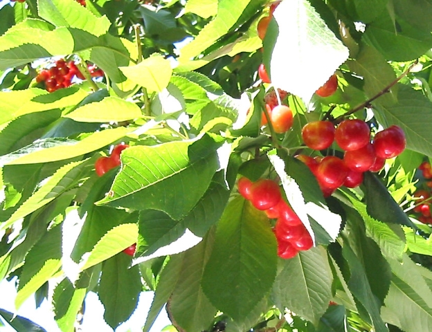 チェリー | 株式会社ワタリ