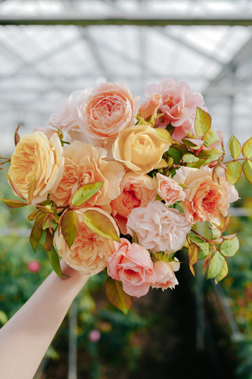 WABARA｜Rose Farm KEIJI – WABARA online store