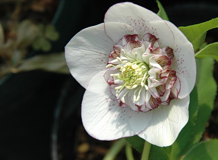 クリスマスローズ遊戯 ホワイト糸ピコティセミダブル