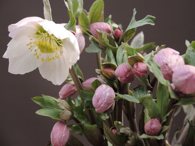 クリスマスローズ 原種 交配種 苗 販売 ＞ クリスマスローズ原種