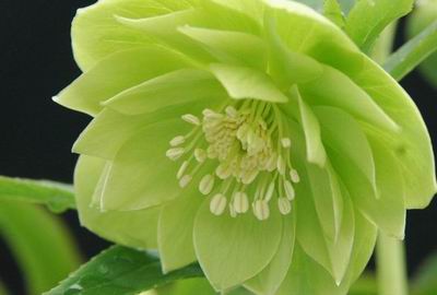 クリスマスローズ ダブル（八重） 種 通信販売 ＞ クリスマスローズ