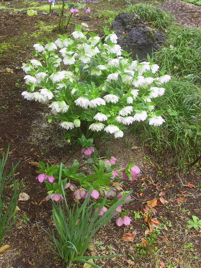 クリスマスローズ 開花株 お買い得セット販売 ＞ 特価 クリスマス