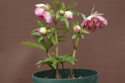 クリスマスローズ 開花株 お買い得セット販売 ＞ 特価 クリスマス