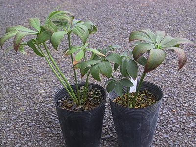 クリスマスローズ 原種 交配種 苗 販売 ＞ クリスマスローズ