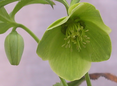 クリスマスローズ 原種 交配種 苗 販売 ＞ クリスマスローズ