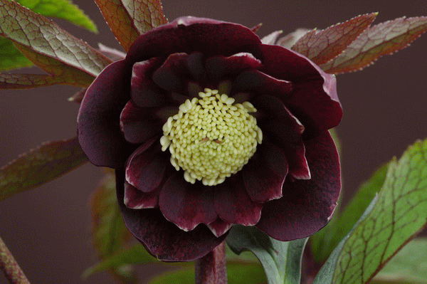 私の花時間 静謐で雅な花世界