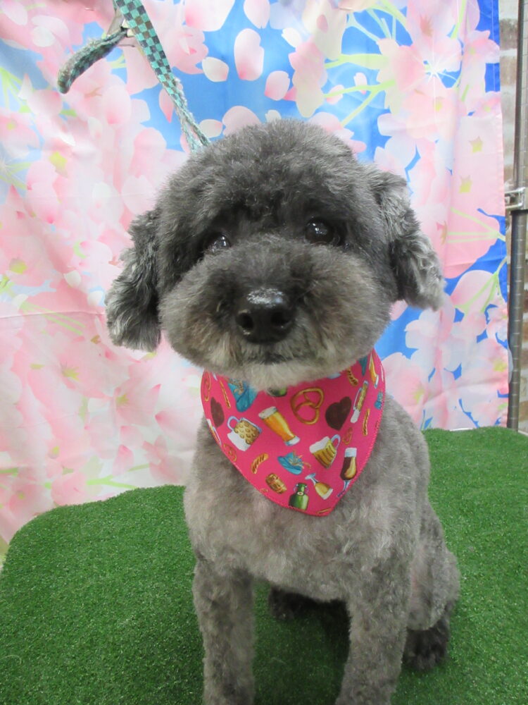 橋本ジャスミンちゃん・プードル・犬 – WAKUWAKU PET LAND