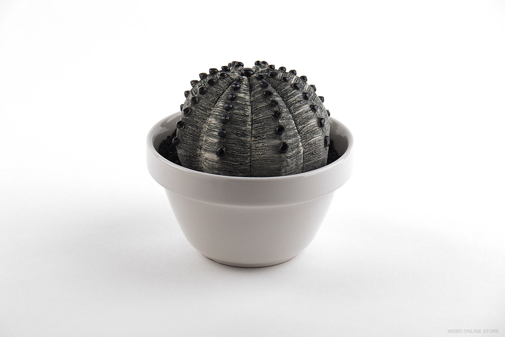 陶植 Astrophytum ランポー玉（八角） 陶器の植物 / Studio..zok