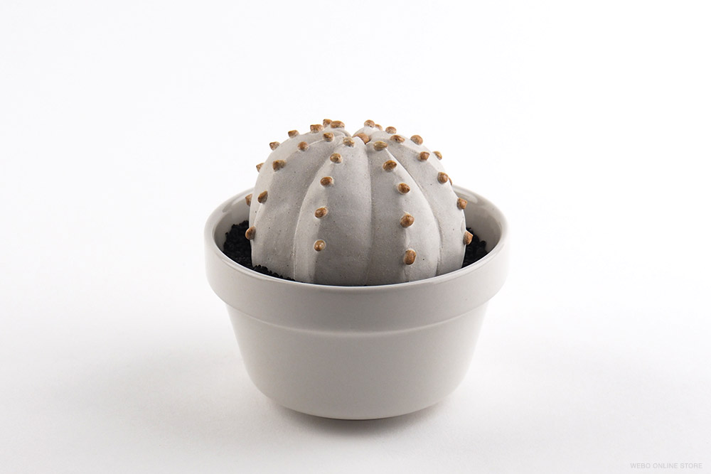 陶植 Astrophytum ランポー玉（八角） 陶器の植物 / Studio..zok