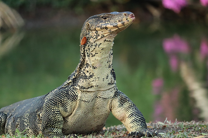 2024WILDSWANS EXOTIC LEATHER FAIR 2 (リザード編） | WILDSWANS