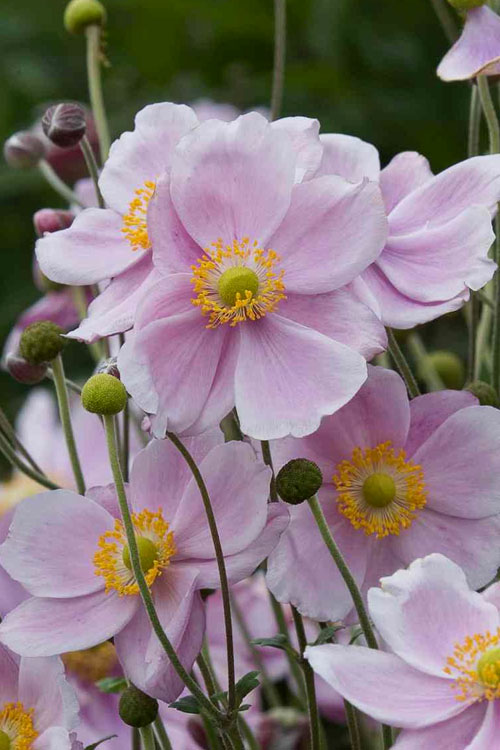 anemone-september-charm-