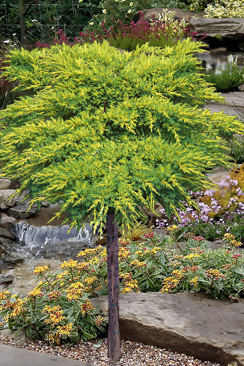 Buy Andrew J. Boike Native Alabama Flame Azalea| FREE SHIPPING