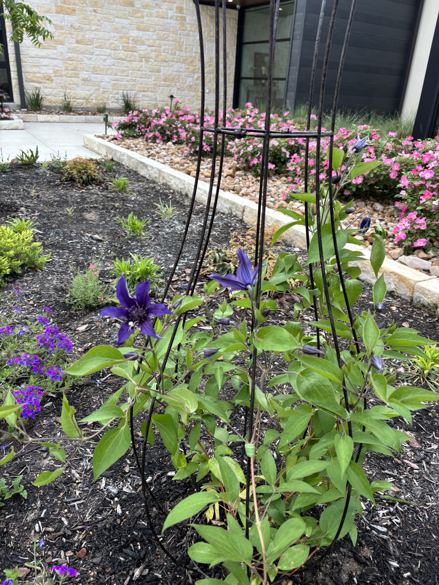 Buy Sapphire Indigo Clematis | FREE SHIPPING | Wilson Bros Gardens