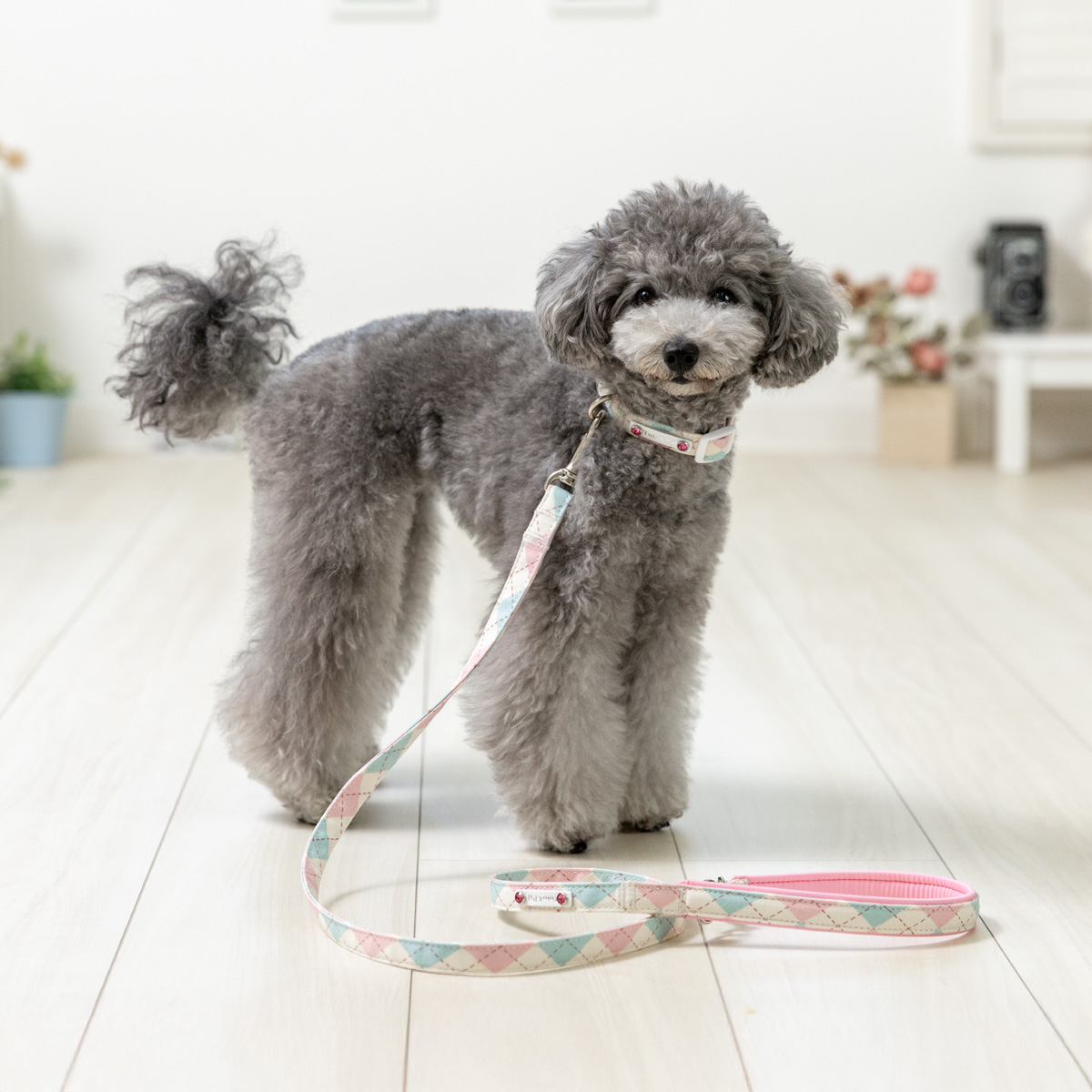 COLLAR（首輪）／ダイヤモンドチェック：Toto & Pal（トトアンドパル