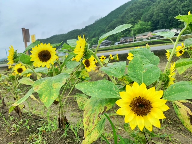 世界のひまわり園(東徳久地区)｜お知らせ｜佐用町 公式ホームページ