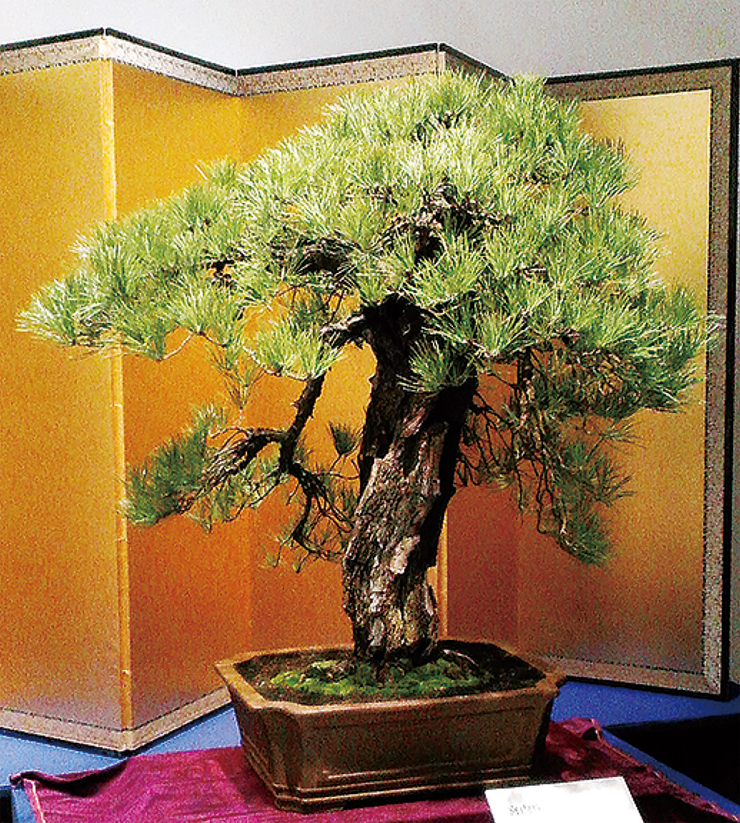 平成最後を飾る「黒松」 国風盆栽展に1万5千人 | 大和 | タウンニュース