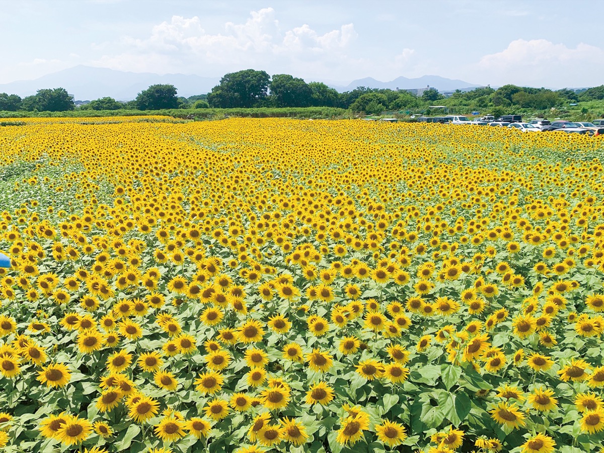 3日間の開催に 座間のひまわりまつり | 海老名・座間・綾瀬 | タウン