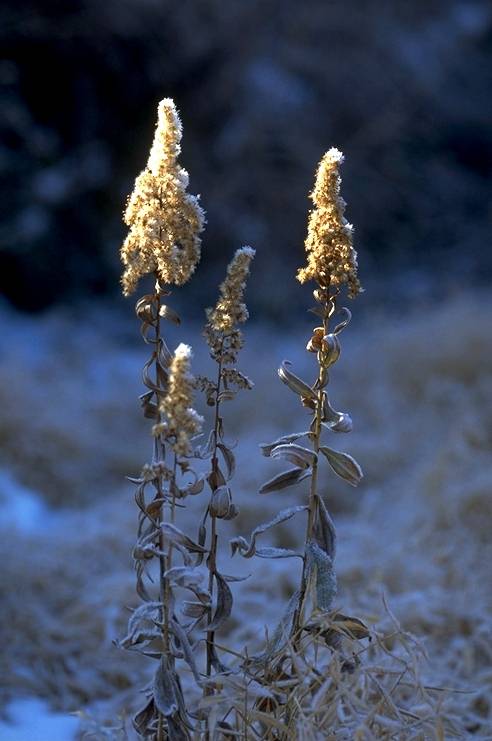 19 せいたかあわだちそう （背高泡立草）
