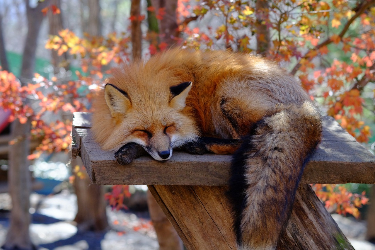 宮城蔵王キツネ村｜東北の観光スポットを探す | 旅東北 - 東北の観光