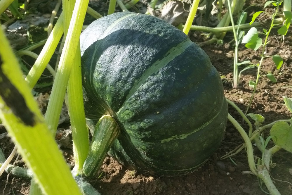 カボチャ 【TSX−820】 業務加工用品種・抜群の肥大性で平均果重