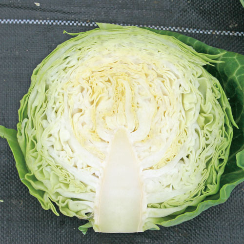 キャベツ 【55ボール】 病気に強く、食味良好なボールキャベツ トキタ