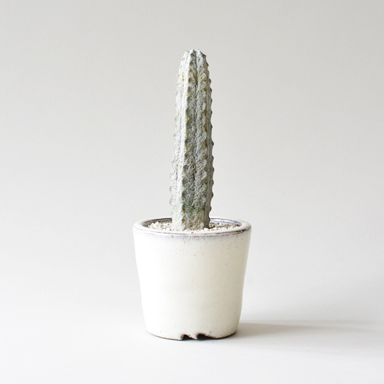 ユーフォルビア・アブデルクリ | 多肉植物・特別な鉢の販売 | トーキー