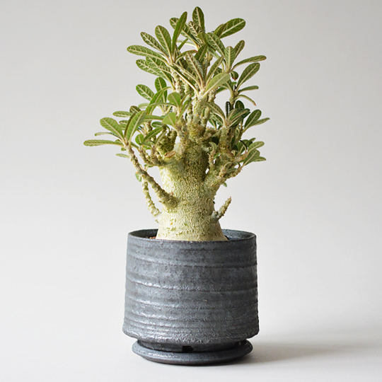 ドルステニア・ギガス | 多肉植物・特別な鉢の販売 | トーキー | TOKY