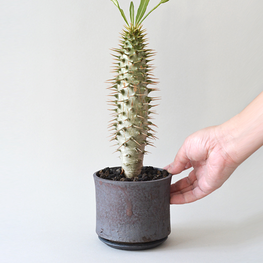 パキポディウム・アンボンゲンセ | 多肉植物・特別な鉢の販売