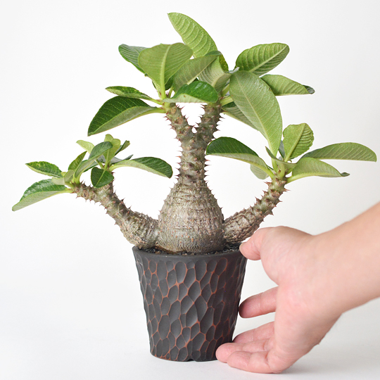 パキポディウム・ウィンゾリー | 多肉植物・特別な鉢の販売 | トーキー