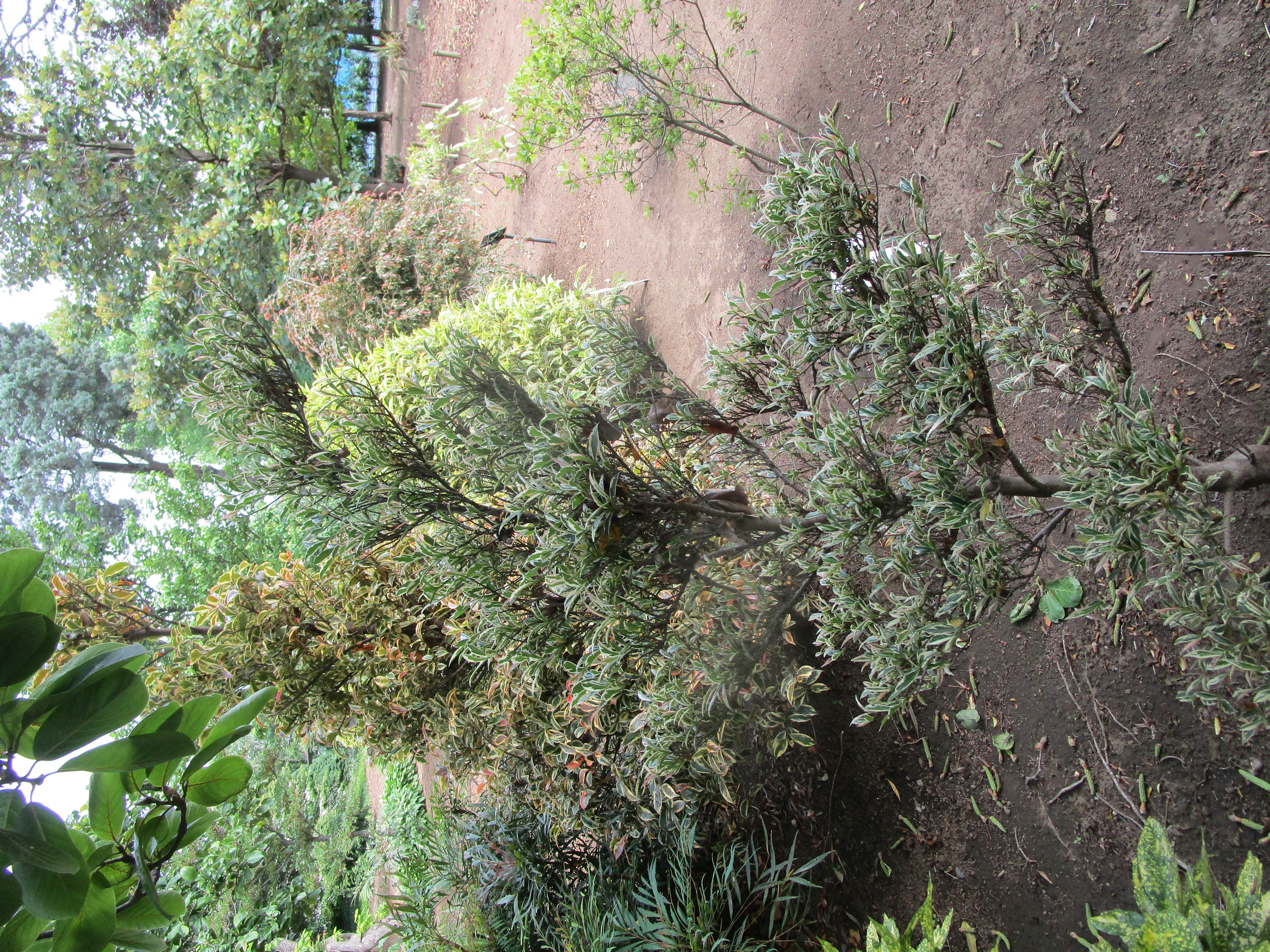 ヒサカキ 'トリカラー' - 東京都農林水産振興財団ホームページ